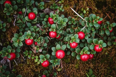 Illustration cranberry