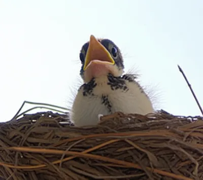 Illustration rookie - Image 1