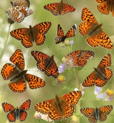 Illustration tortoiseshell - Image 1