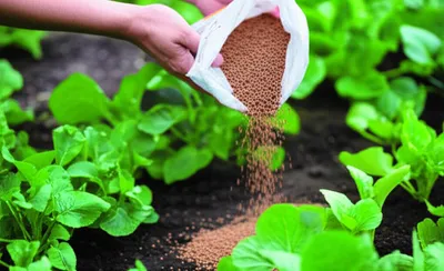 Illustration fertilisation - Image 1