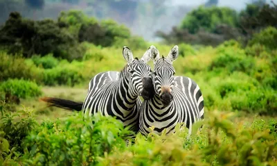 Illustration zebras - Image 2