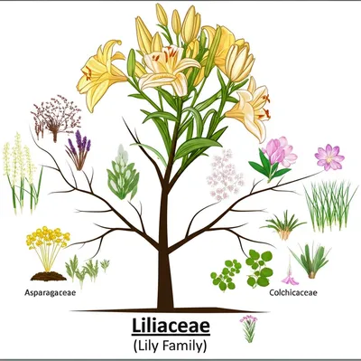 Illustration liliaceous