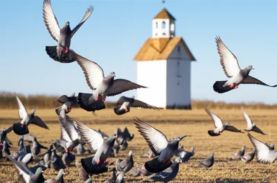 Illustration homed - Image 1