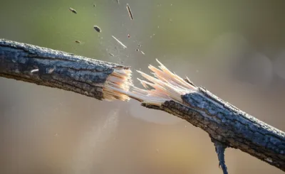 Illustration snap - Image 1