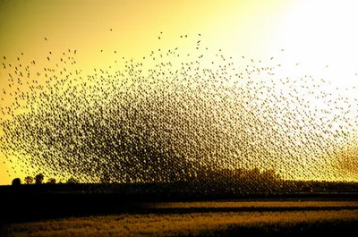 Illustration amassed - Image 1