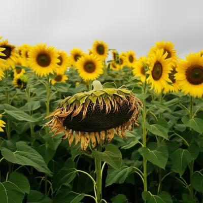 Illustration faint - Image 1