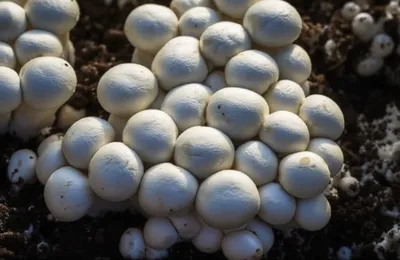 Illustration buttons - Image 1