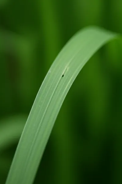 Illustration strap - Image 1