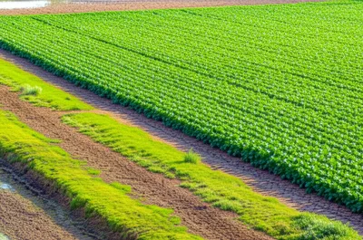 Illustration levee - Image 1