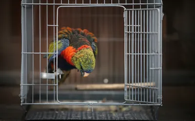 Illustration tame - Image 1