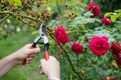 Illustration trimmed - Image 1