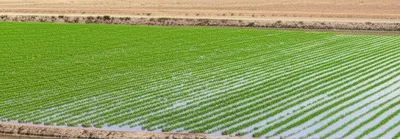 Illustration levees - Image 1