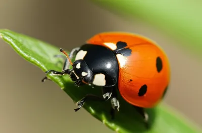 Illustration bish - Image 1