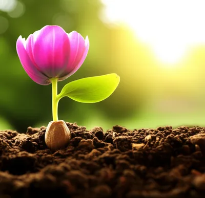 Illustration begotten - Image 1