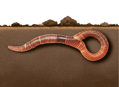 Illustration earthworm - Image 1