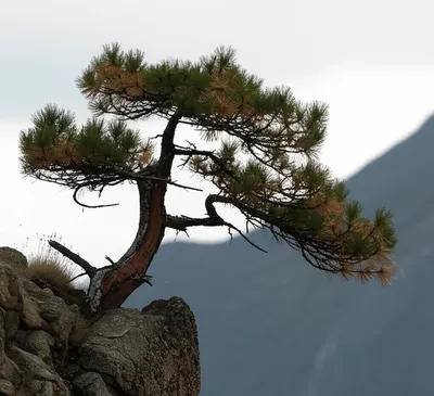 Illustration scraggly