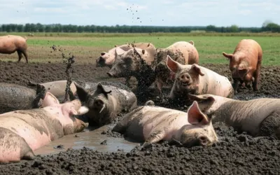 Illustration wallow - Image 1