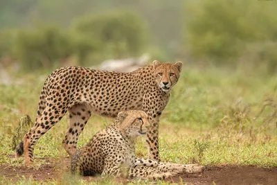 Illustration cheetahs - Image 2