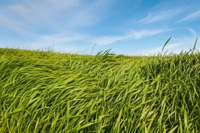 Illustration fresh - Image 1