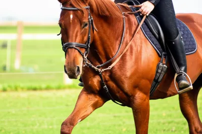 Illustration martingale