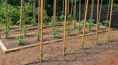 Illustration stake - Image 2