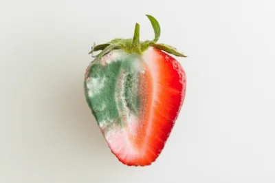 Illustration mould - Image 1