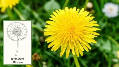 Illustration common - Image 1