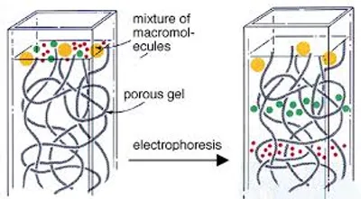 Illustration gel - Image 2