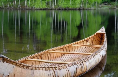 Illustration birch - Image 1