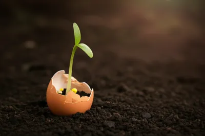 Illustration chick - Image 1