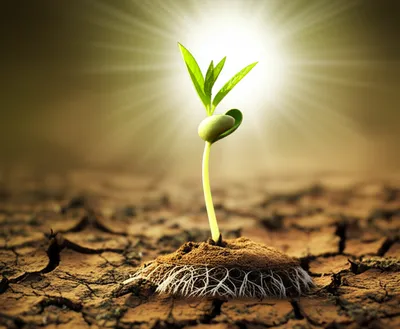 Illustration forthcoming - Image 1