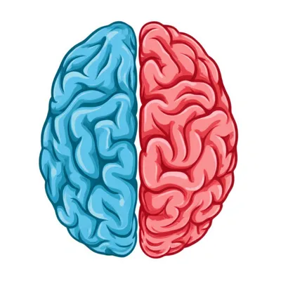 Illustration hemisphere - Image 1