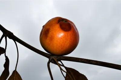 Illustration souring - Image 1