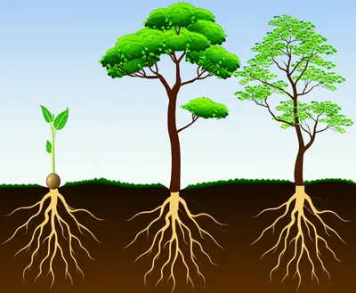 Illustration evolved - Image 1