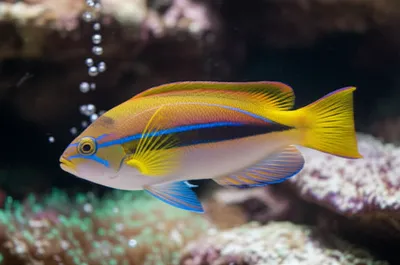 Illustration thoracic