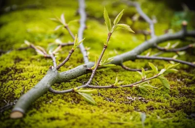 Illustration yards - Image 1