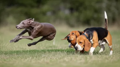 Illustration hound - Image 1