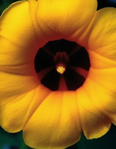 Illustration rictus - Image 1