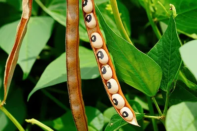 Illustration cowpea - Image 1