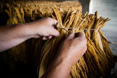 Illustration strips - Image 1