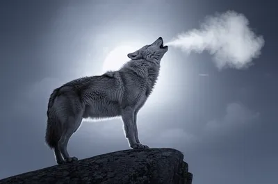 Illustration bay - Image 1