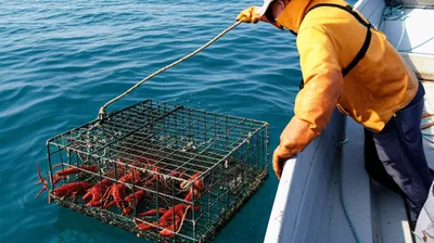 Illustration lobster - Image 1