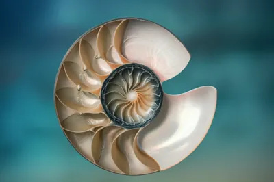 Illustration volute - Image 1