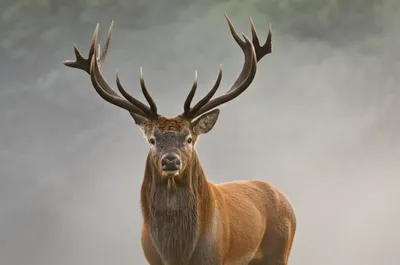 Illustration monarch - Image 1