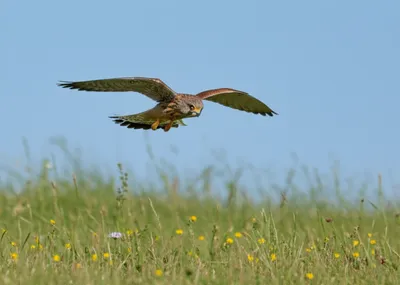 Illustration kestrel - Image 1