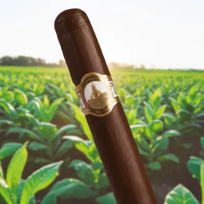 Illustration puros - Image 1