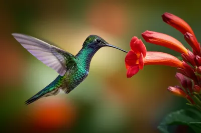 Illustration fluttered - Image 1