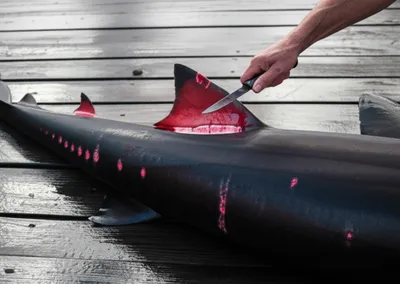 Illustration fins - Image 1