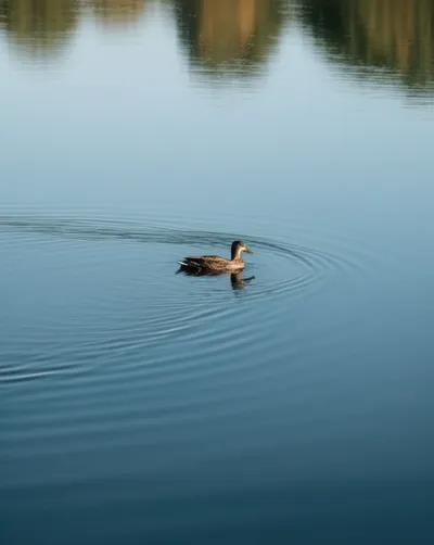 Illustration ruffled - Image 1