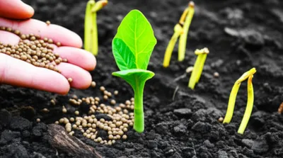 Illustration fertilizes